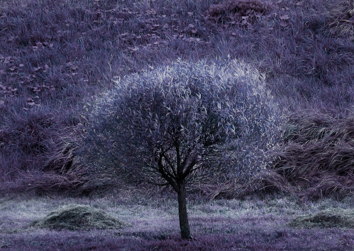 Mental Trees
